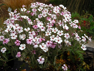 Geranium maderense 'Alba' - medium image 1