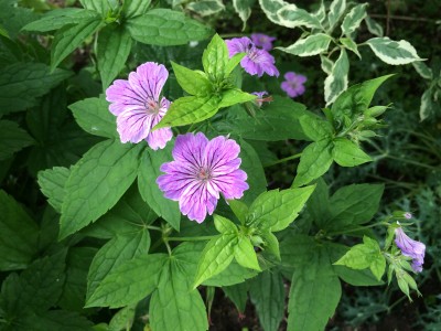 Geranium nodosum - medium image 1