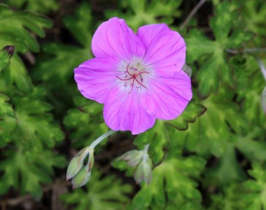 Geranium orientalitibeticum - medium image 1
