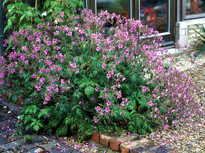 Geranium palmatum - medium image 1