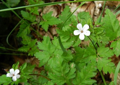 Geranium robertianum 'Celtic White' - medium image 1