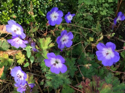 Geranium 'Rozanne' - medium image 1