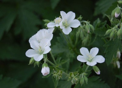 Geranium sylvaticum 'Album' AGM - medium image 1