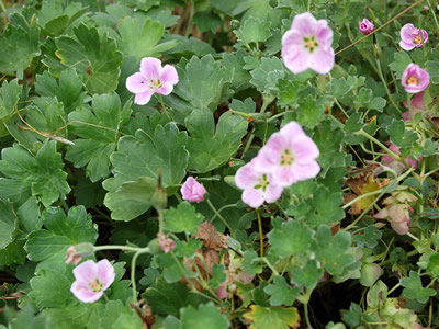 Geranium traversii 'Elegans' - medium image 1