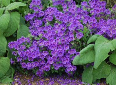 Geranium x magnificum - medium image 1