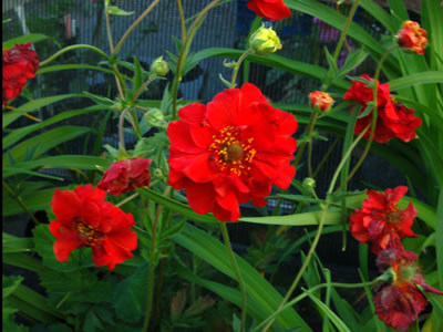 Geum 'Blazing Sunset' - medium image 1