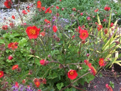Geum magellanicum - medium image 1