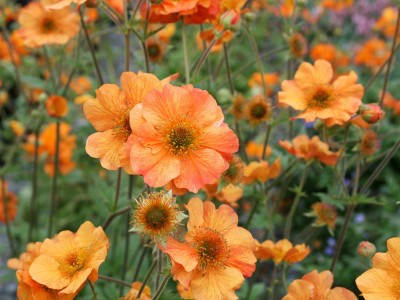 Geum 'Totally Tangerine' - medium image 1
