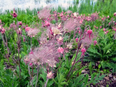 Geum triflorum - medium image 1