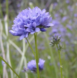Gilia achilleifolia - medium image 1