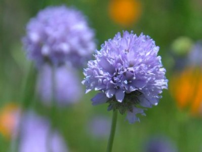 Gilia capitata - medium image 1