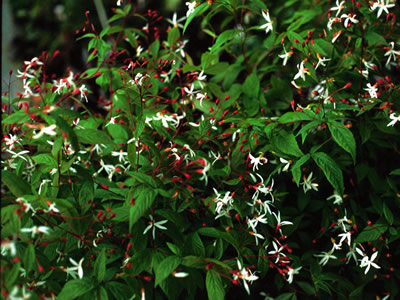 Gillenia trifoliata AGM - medium image 1