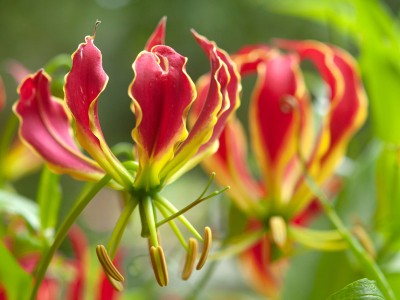 Gloriosa superba - medium image 1