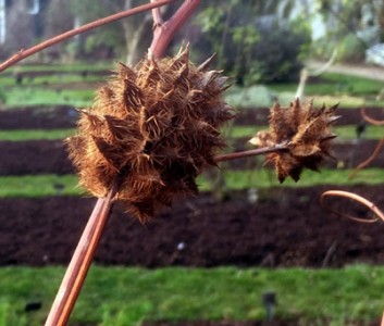 Glycyrrhiza yunnanensis - medium image 1