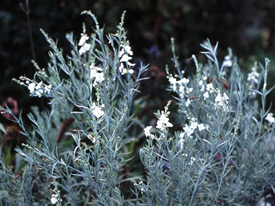 Gomphostigma virgatum - medium image 1