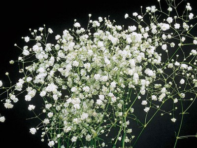 Gypsophila paniculata 'Snowflake' - medium image 1