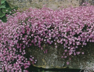 Gypsophila repens 'Rosea' - medium image 1