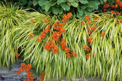 Hakonechloa macra 'Aureola' AGM - medium image 1