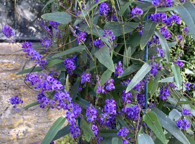 Hardenbergia violacea AGM - medium image 1