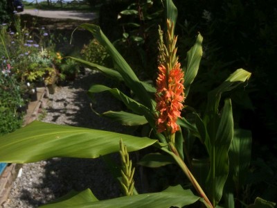 Hedychium densiflorum - medium image 1