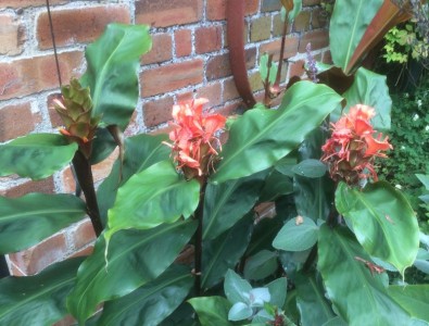 Hedychium greenii - medium image 1