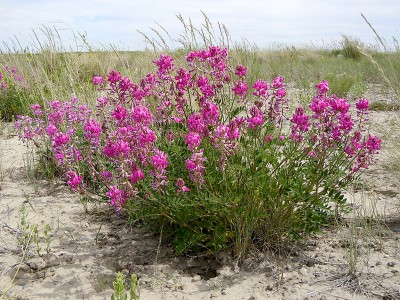 Hedysarum boreale - medium image 1