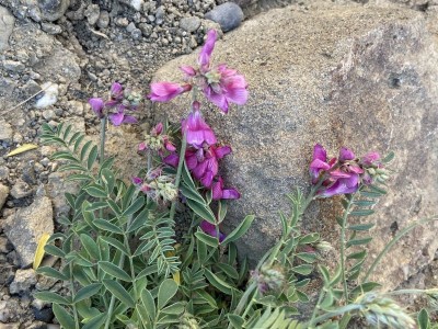 Hedysarum tauricum - medium image 1