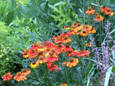 Helenium autumnale 'Helena Red Shades' - medium image 1