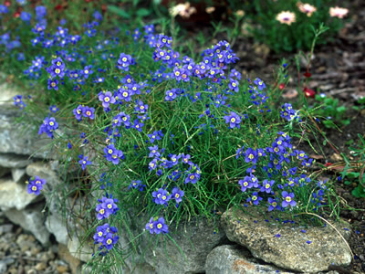 Heliophila longifolia - medium image 1
