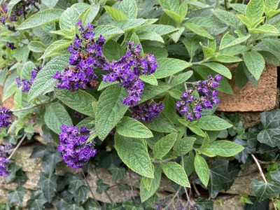 Heliotrope 'Reva' - medium image 1