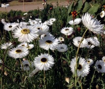 Helipterum roseum 'Pierrot' - medium image 1