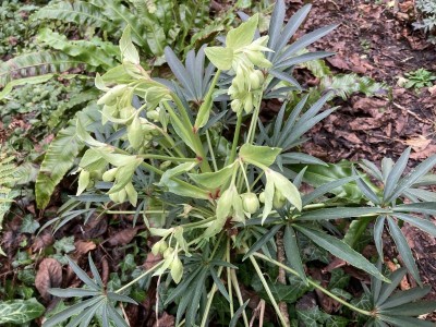Helleborus foetidus - medium image 1