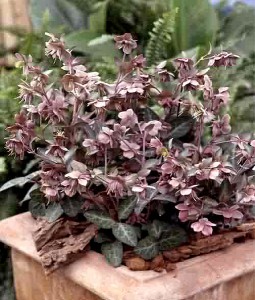 Helleborus lividus - medium image 1