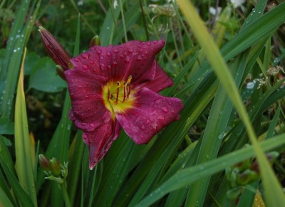 Hemerocallis 'Grape Velvet' - medium image 1