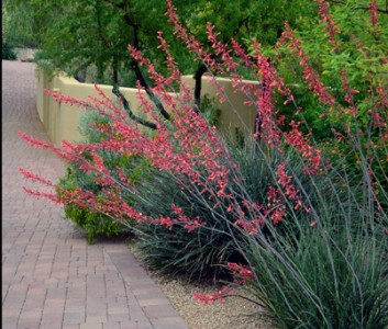 Hesperaloe parviflora - medium image 1