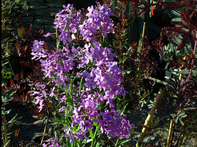 Hesperis matronalis - medium image 1