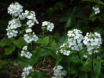 Hesperis matronalis alba - medium image 1