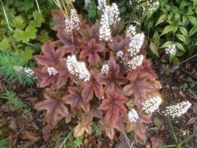 Heucherella 'Brass Lanterns' - medium image 1