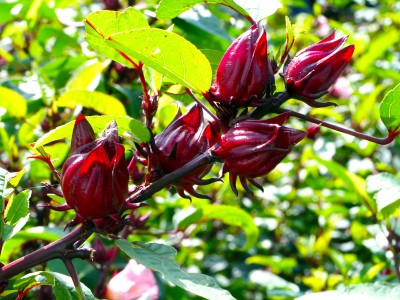 Hibiscus sabdariffa - medium image 1