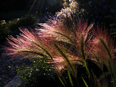 Hordeum jubatum - medium image 1