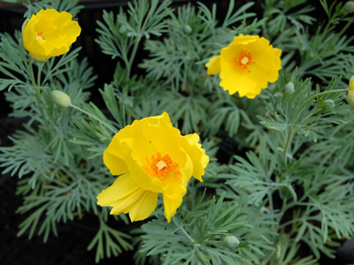 Hunnemannia fumariifolia - medium image 1