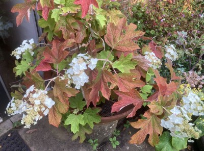 Hydrangea quercifolia AGM - medium image 1