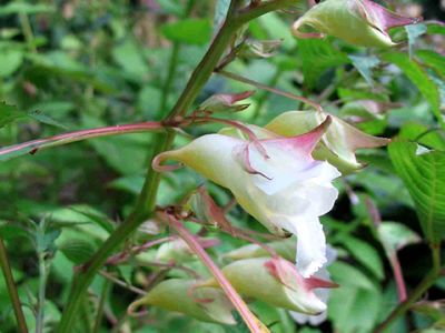 Impatiens arguta Alba - medium image 1