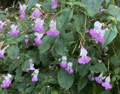 Impatiens balfourii - medium image 1