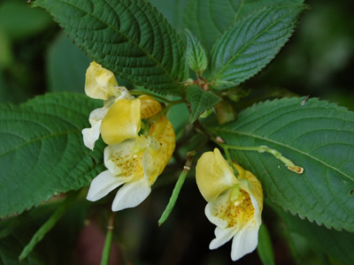 Impatiens scabrida - medium image 1