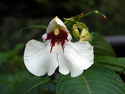 Impatiens tinctoria - medium image 1