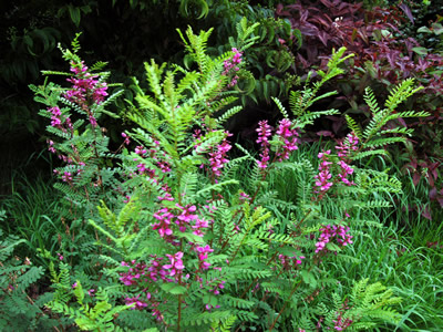 Indigofera heterantha - medium image 1