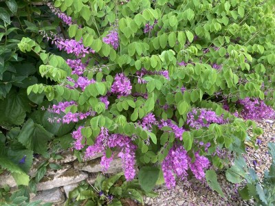 Indigofera kirilowii - medium image 1