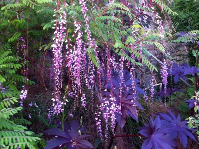 Indigofera pendula - medium image 1