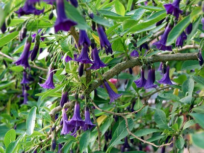 Iochroma australe - medium image 1
